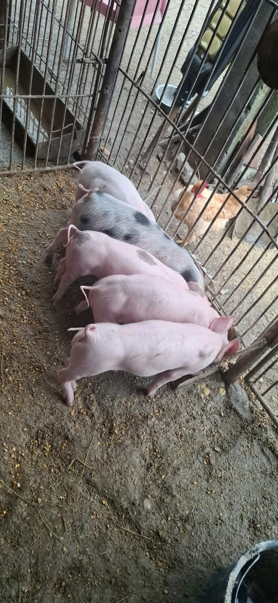 purcei de vânzare 