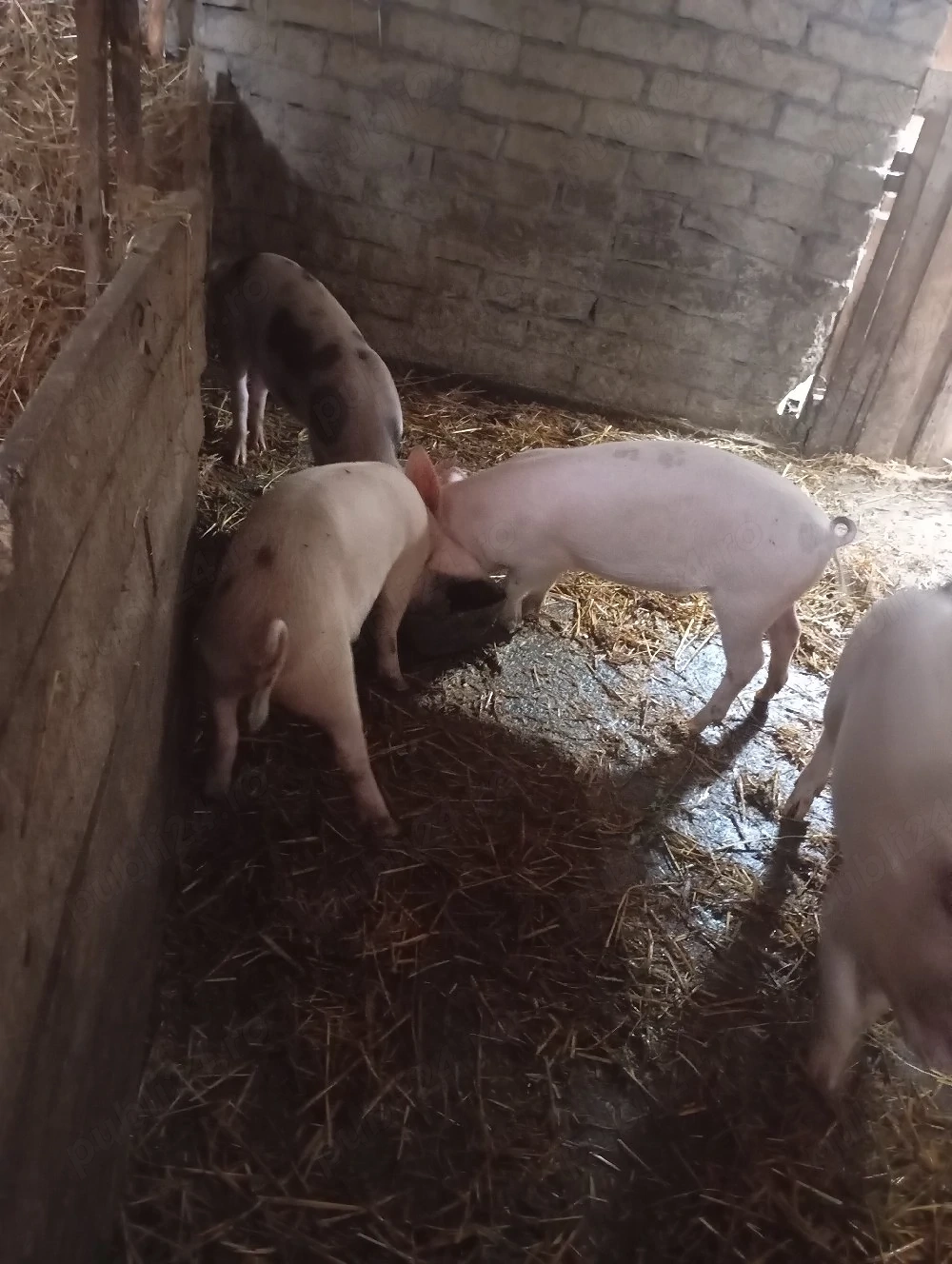 Porci purcei