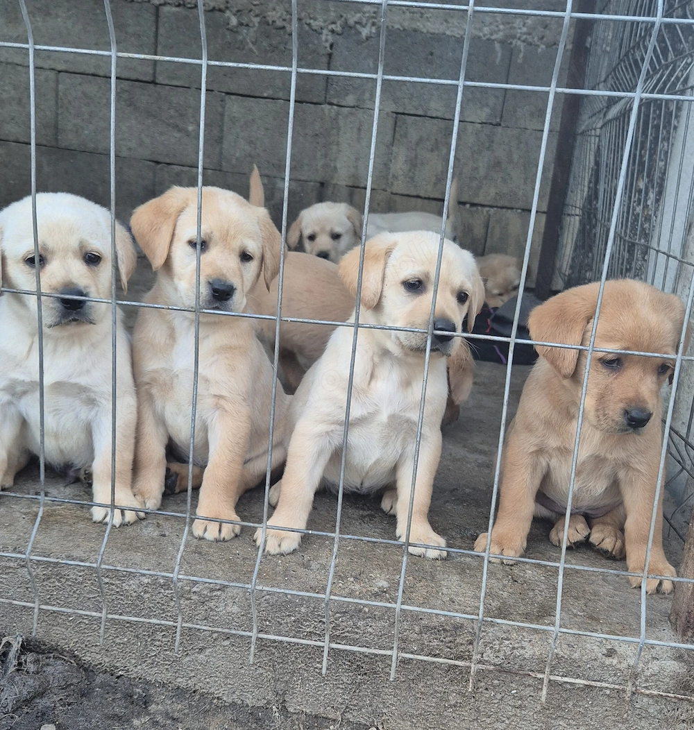 Pui Labrador Retrivier