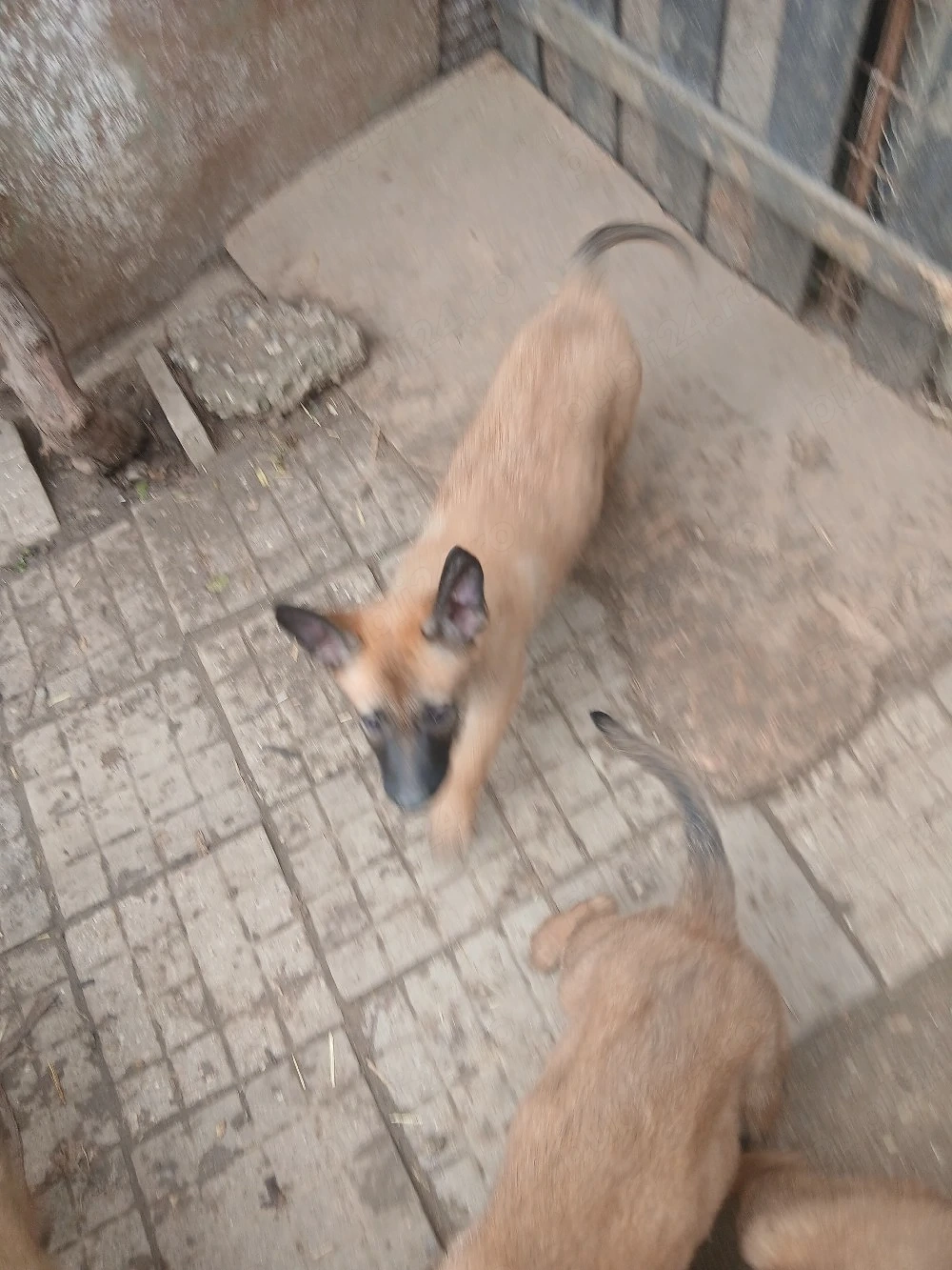 pui belgieni malinois originali