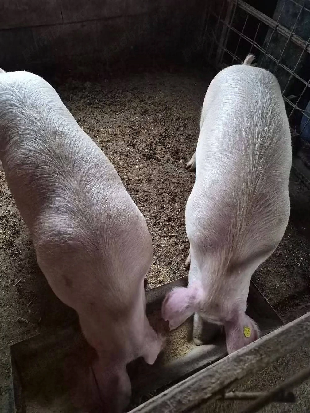 porci crescuți in gospodărie 