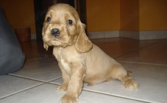 Catelusi Cocker Spaniel furnizor autorizat pe baza de factura fiscala