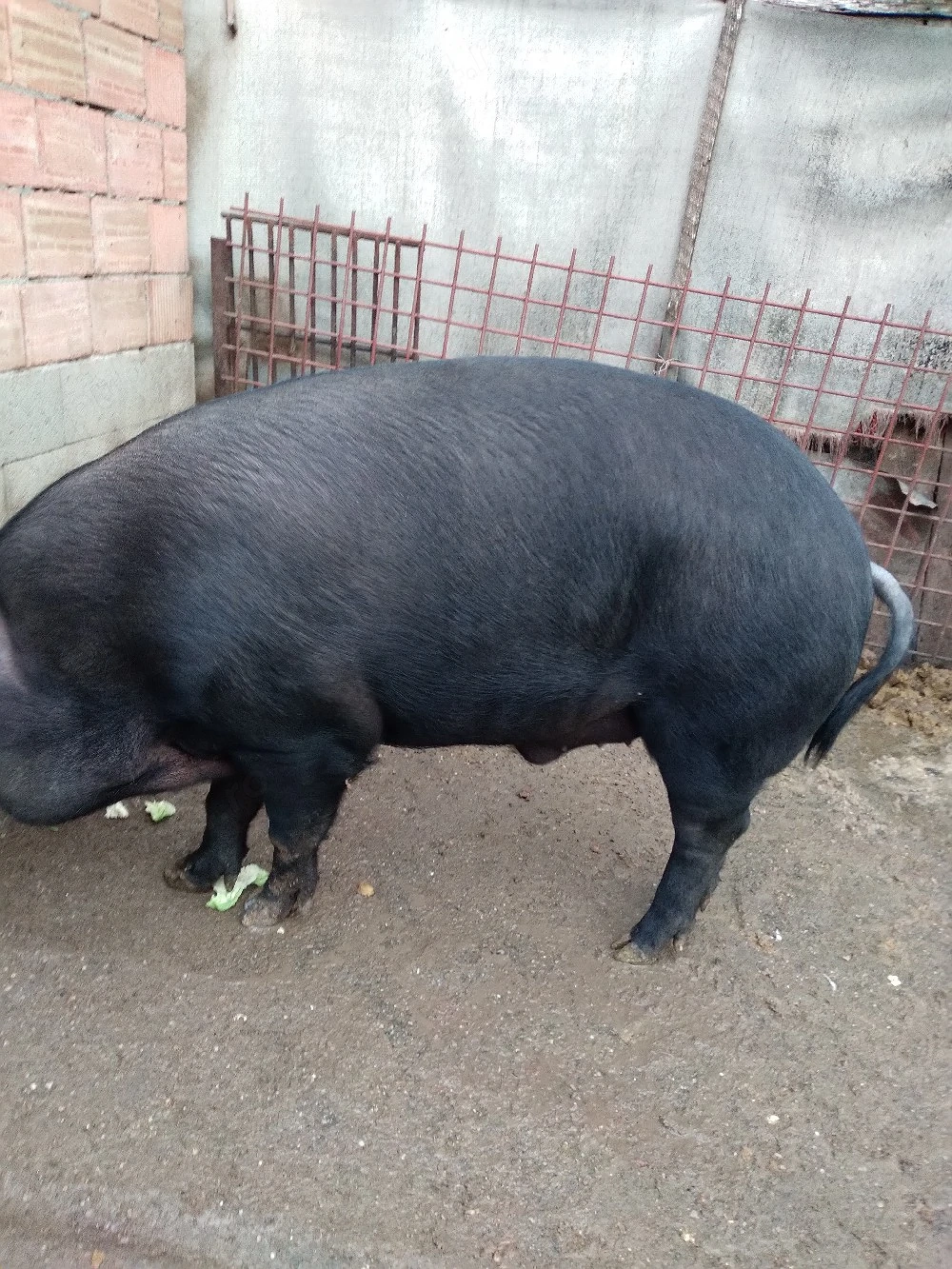 vand porc 