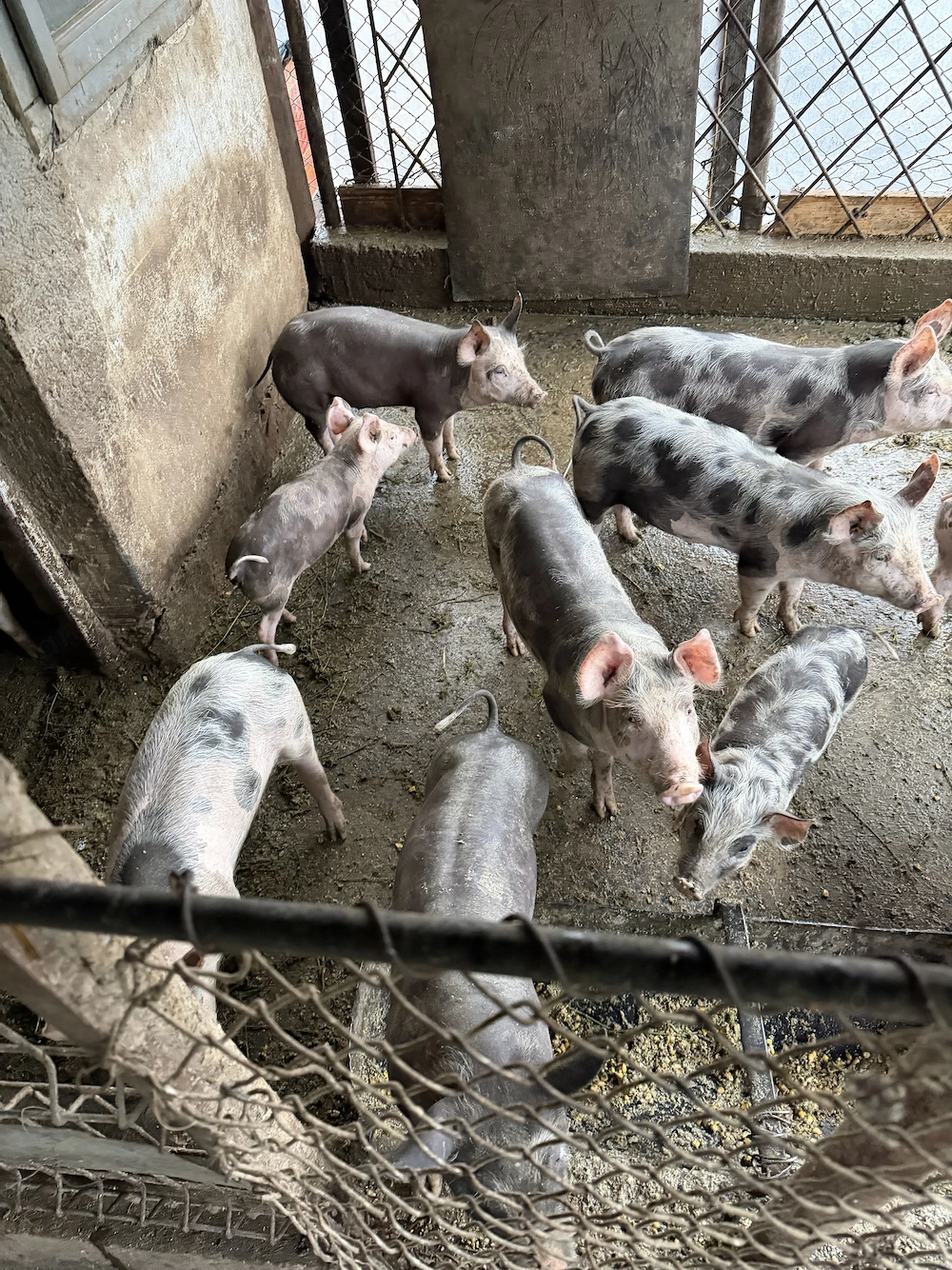 Vând purcei rasa pietran și duroc