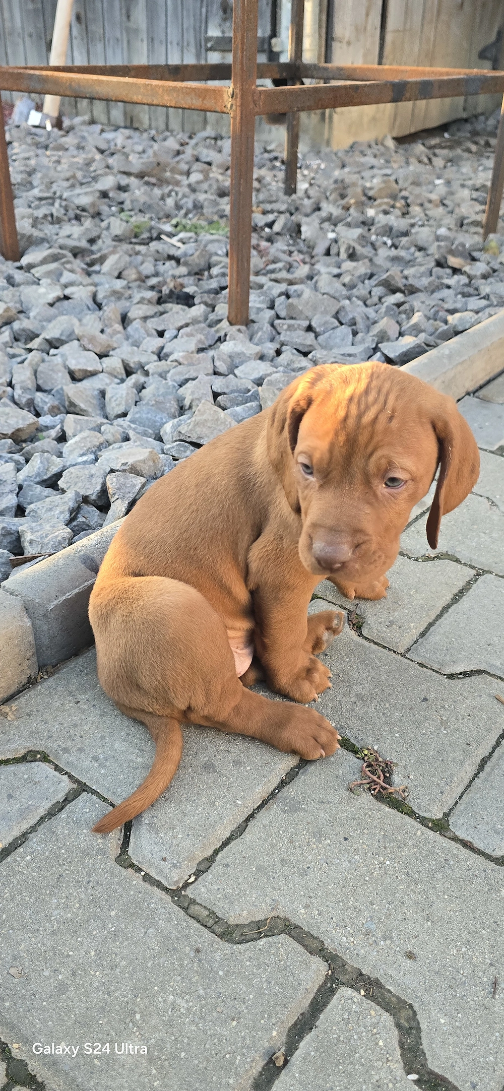 Vând Vizsla Maghiar