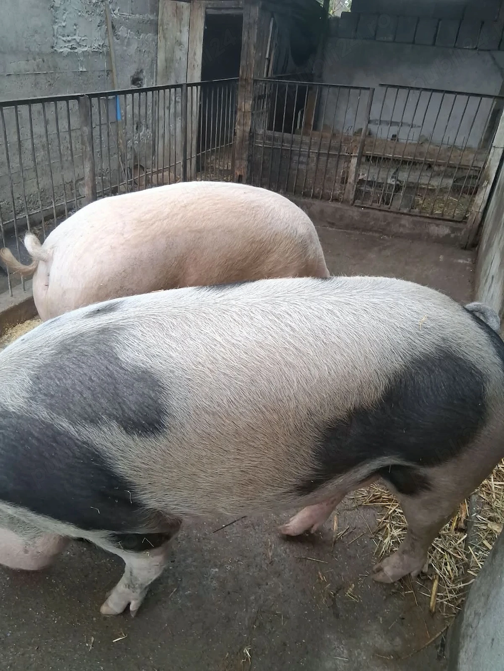 Vand 2 porci