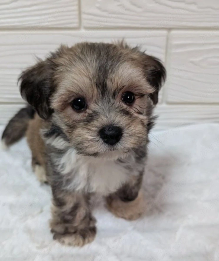 Bichon Havanez   un puiuț care îți fură inima