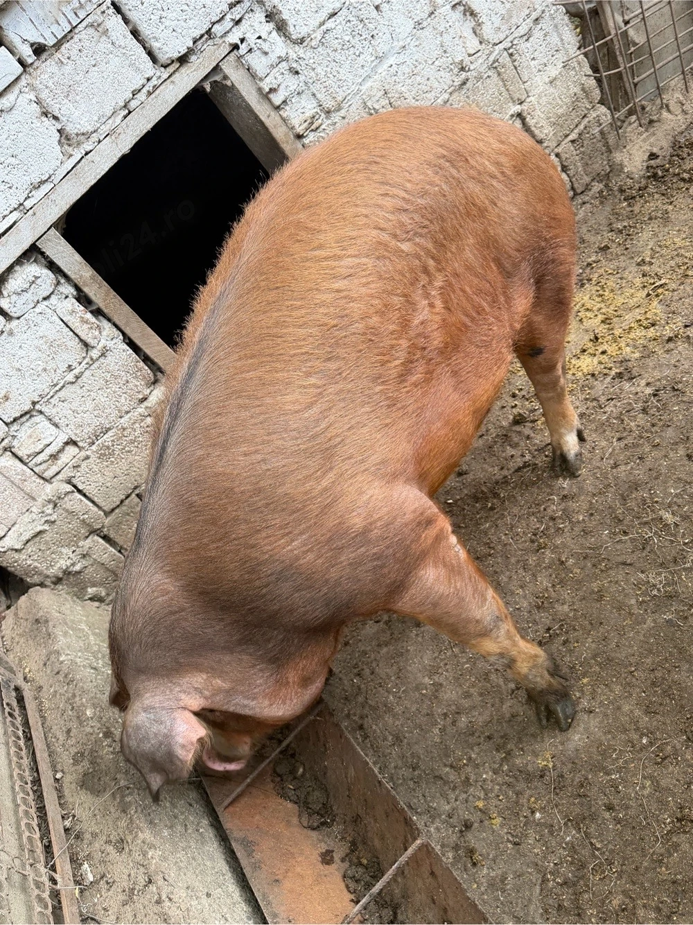 Vând porc rasa duroc