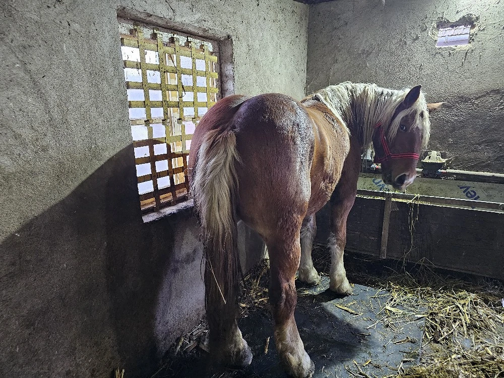 Vand iapa comtois gestantă 
