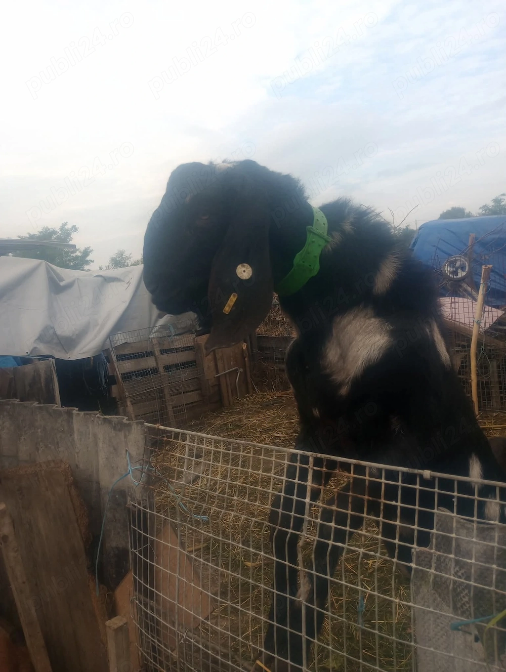 Țap anglo nubian 