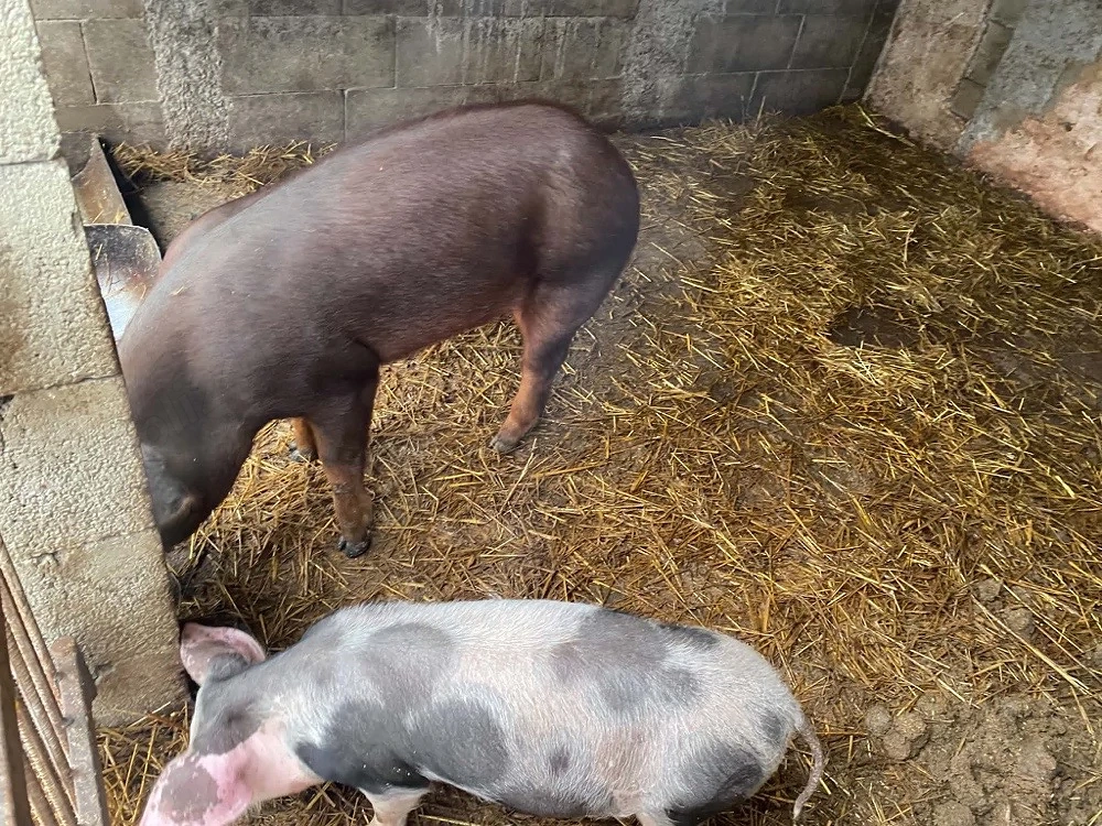 vand scroafa duroc pur si pietran 