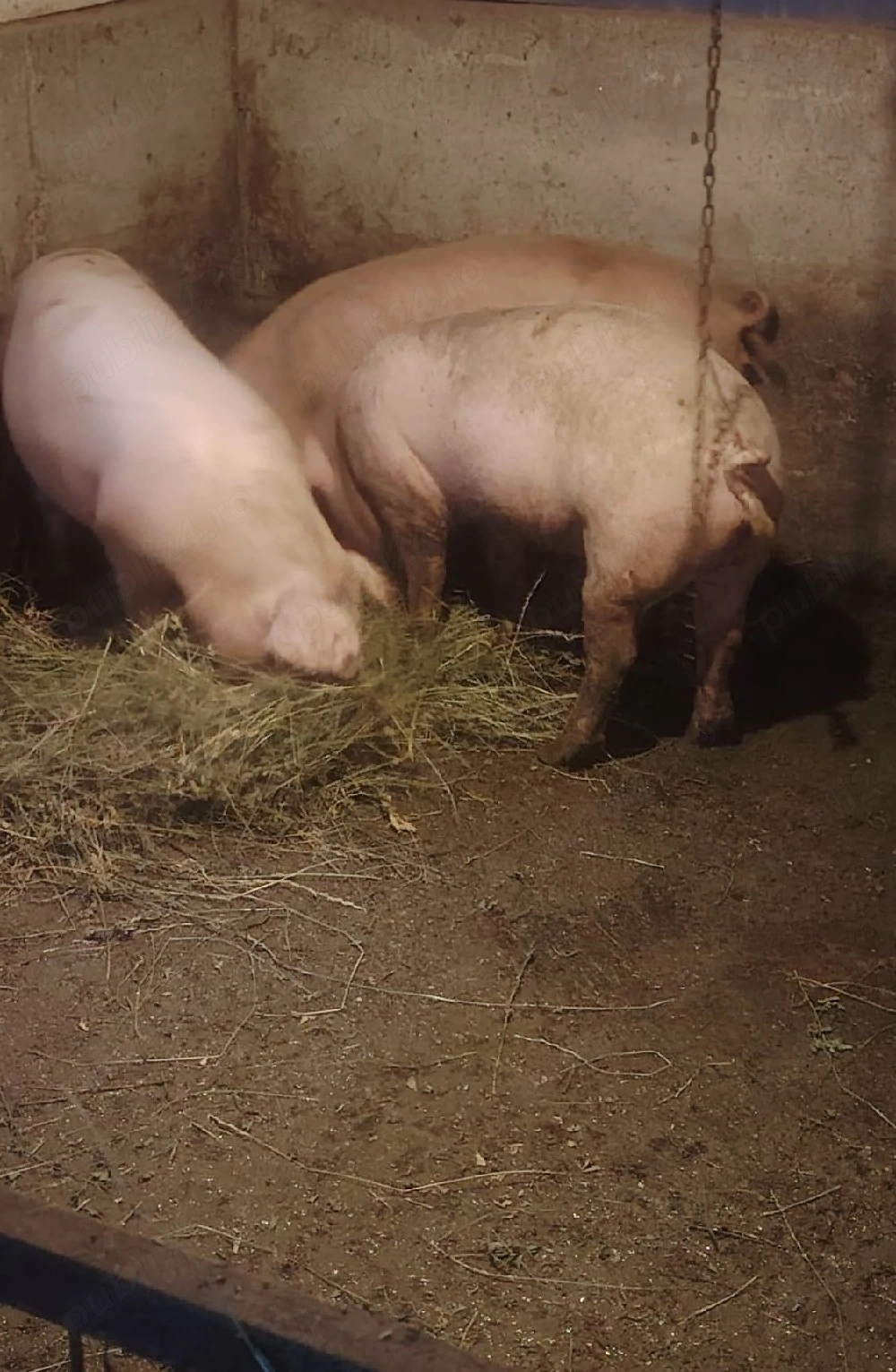 Porci de la propietar furajat bio