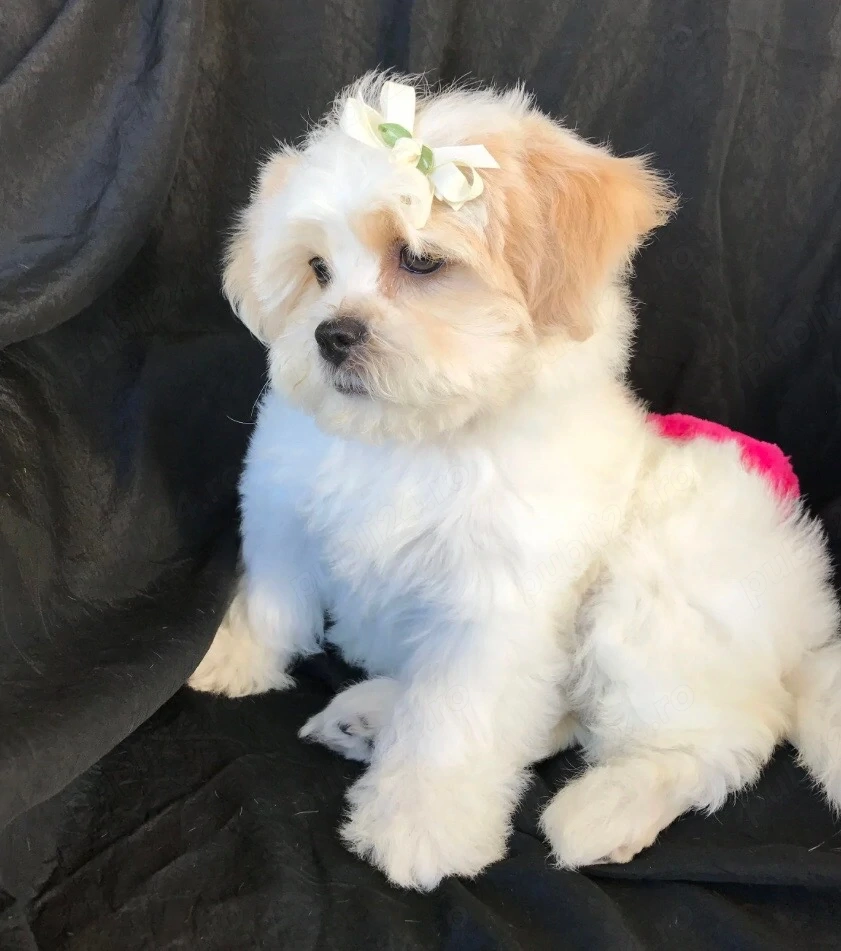 femela shihtzu 2 lunite