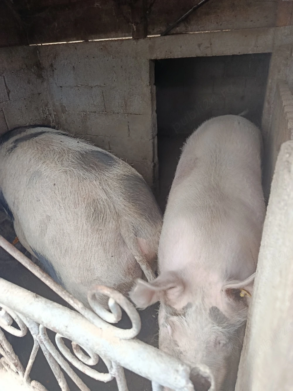 Vand porci