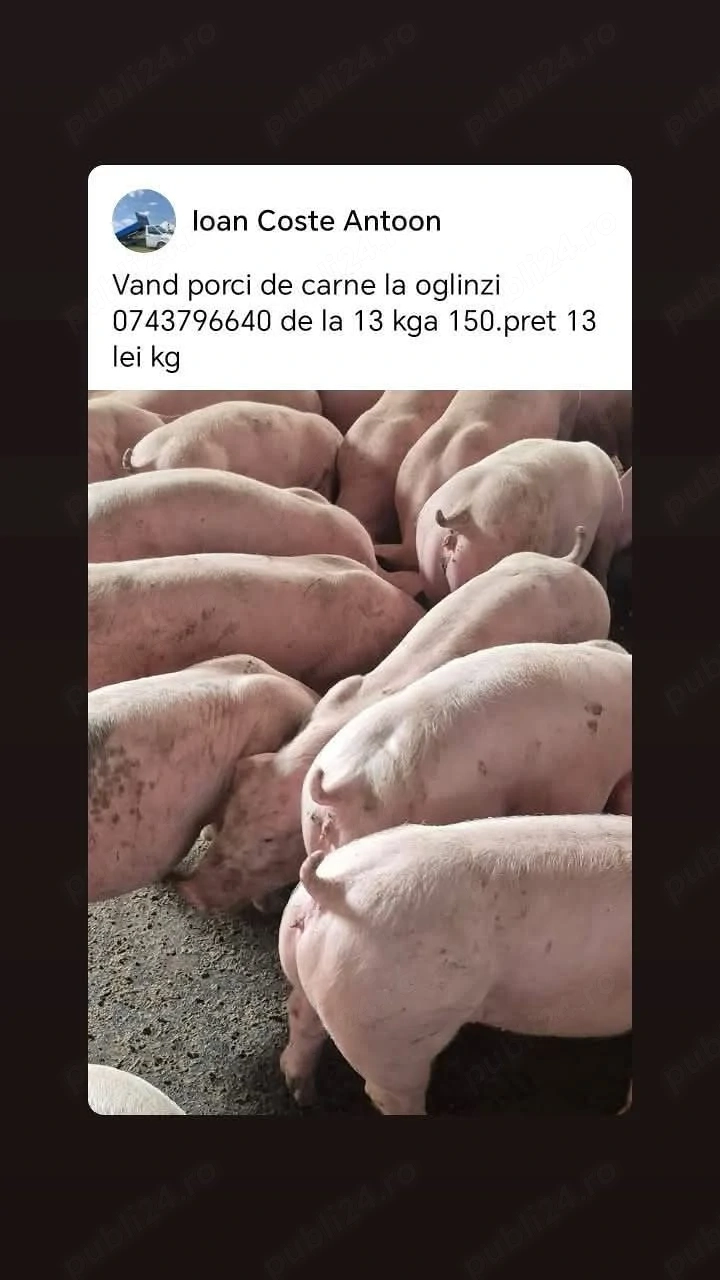 Vand porci de carne la oglinzi   