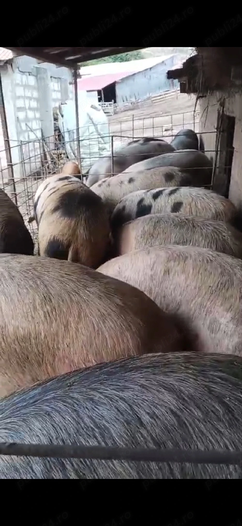 porci de vânzare 