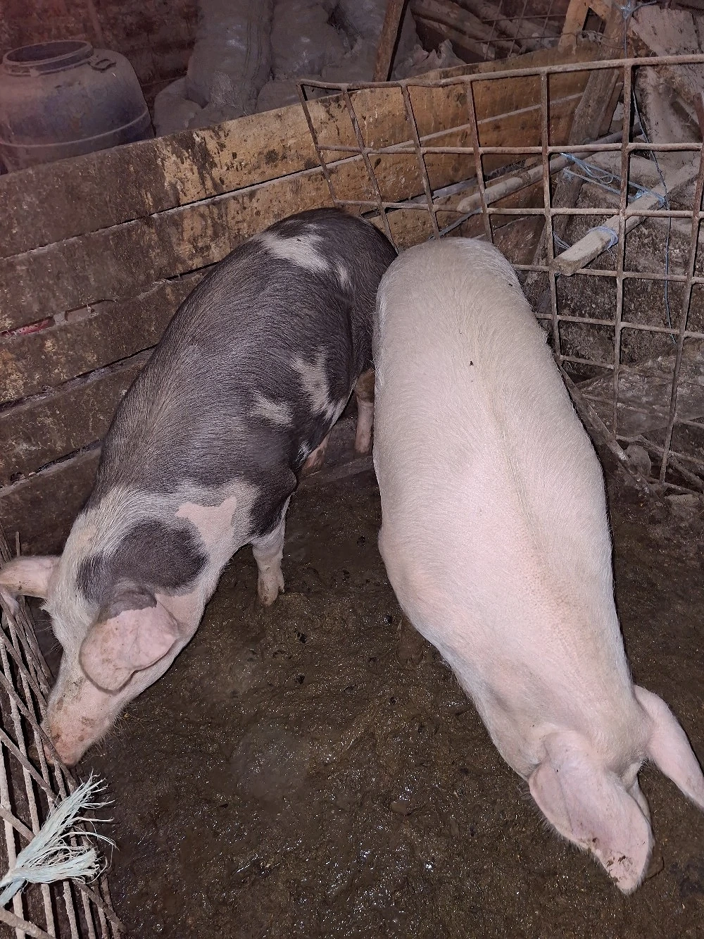vand 2 porci