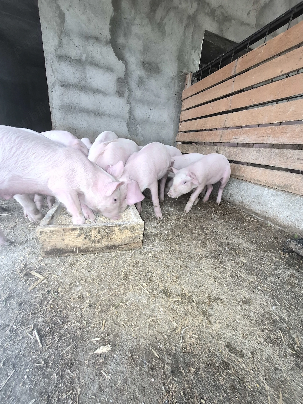 Vand purcei de 8 saptamani