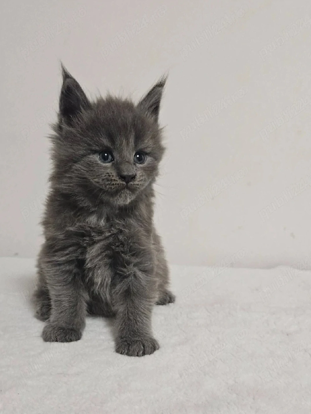Puiut Maine coon deparazitat si vaccinat