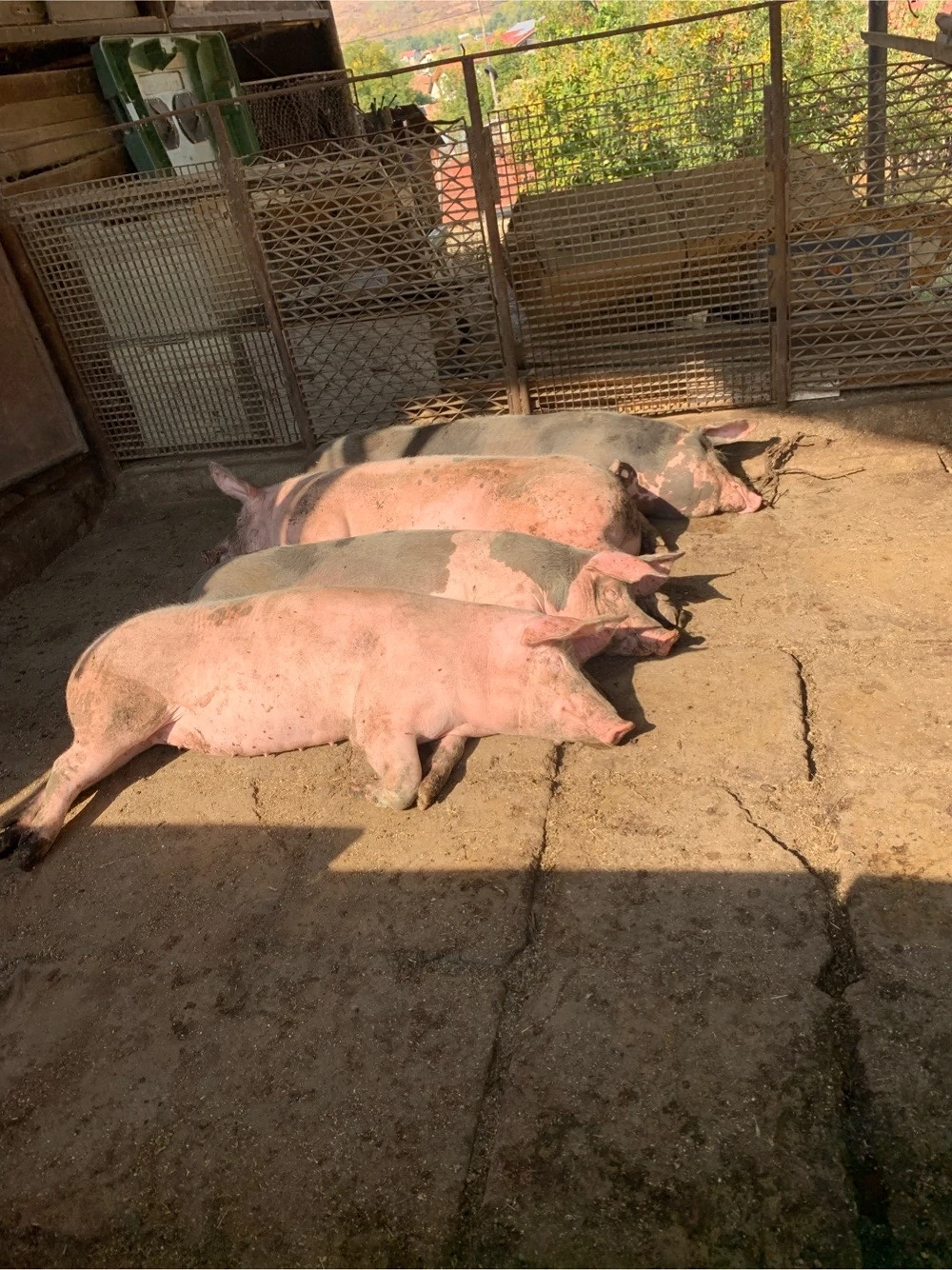 porci tineri de vanzare 