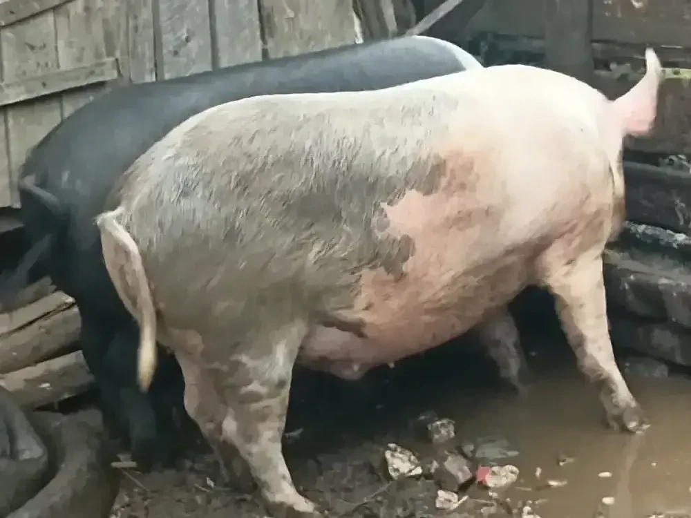 porc de vânzare 