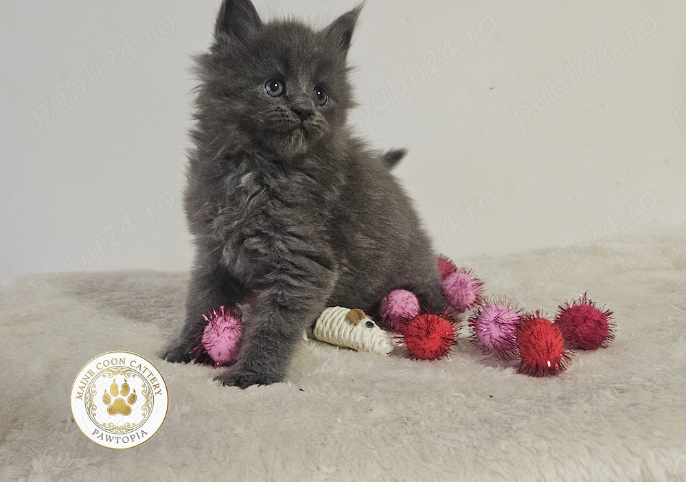 Maine Coon Felisa Autorizata