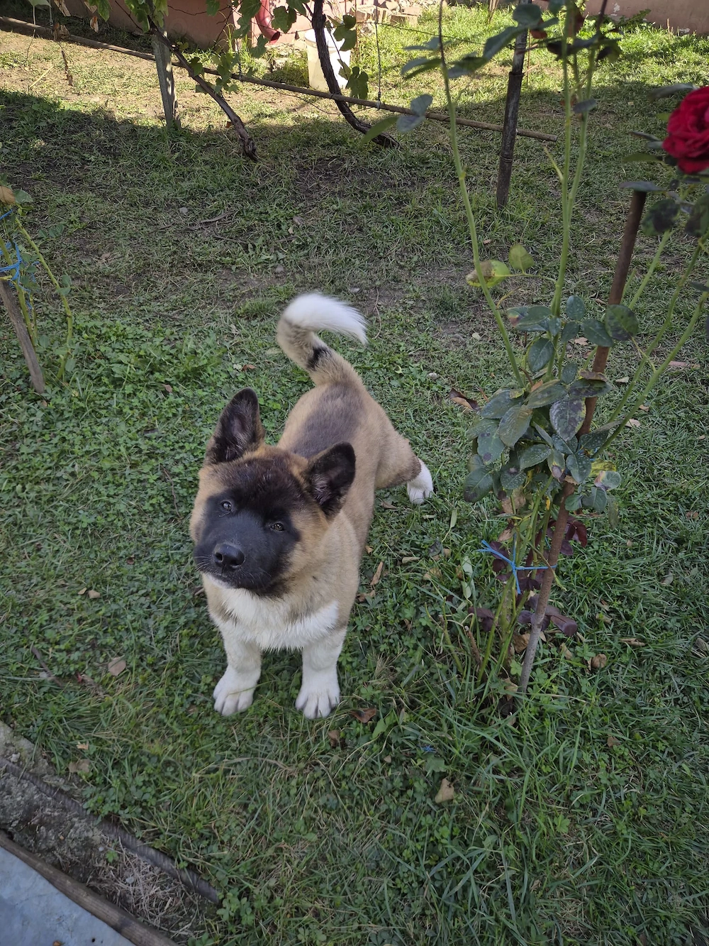 Puiuț Akita American 