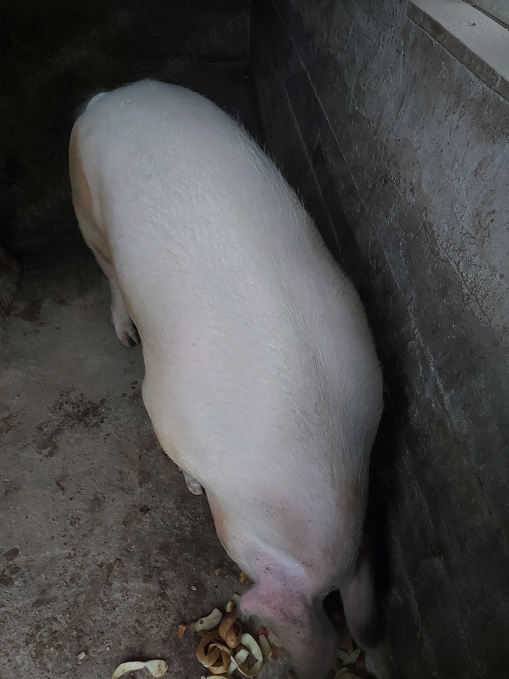 vand porc pt taiat are 180-200 kg pret 15 lei kg