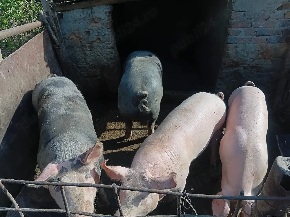 Porci de vanzare