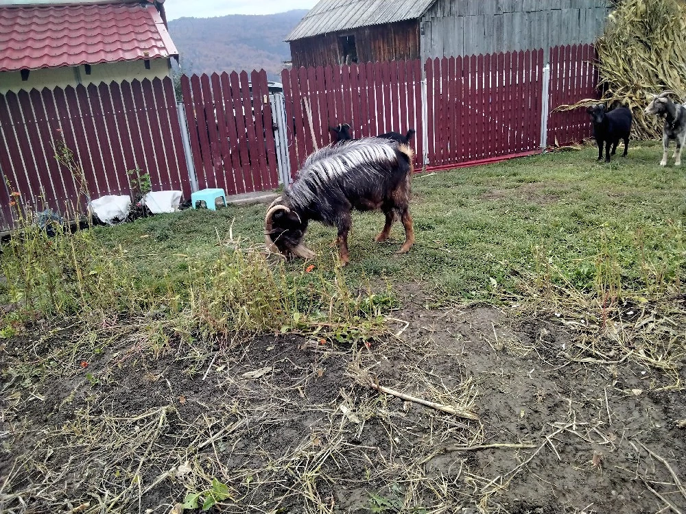 tap carpatin  de vinzare