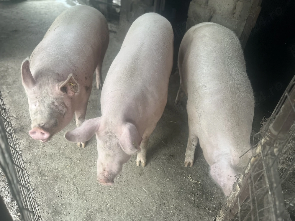 Porci de vânzare