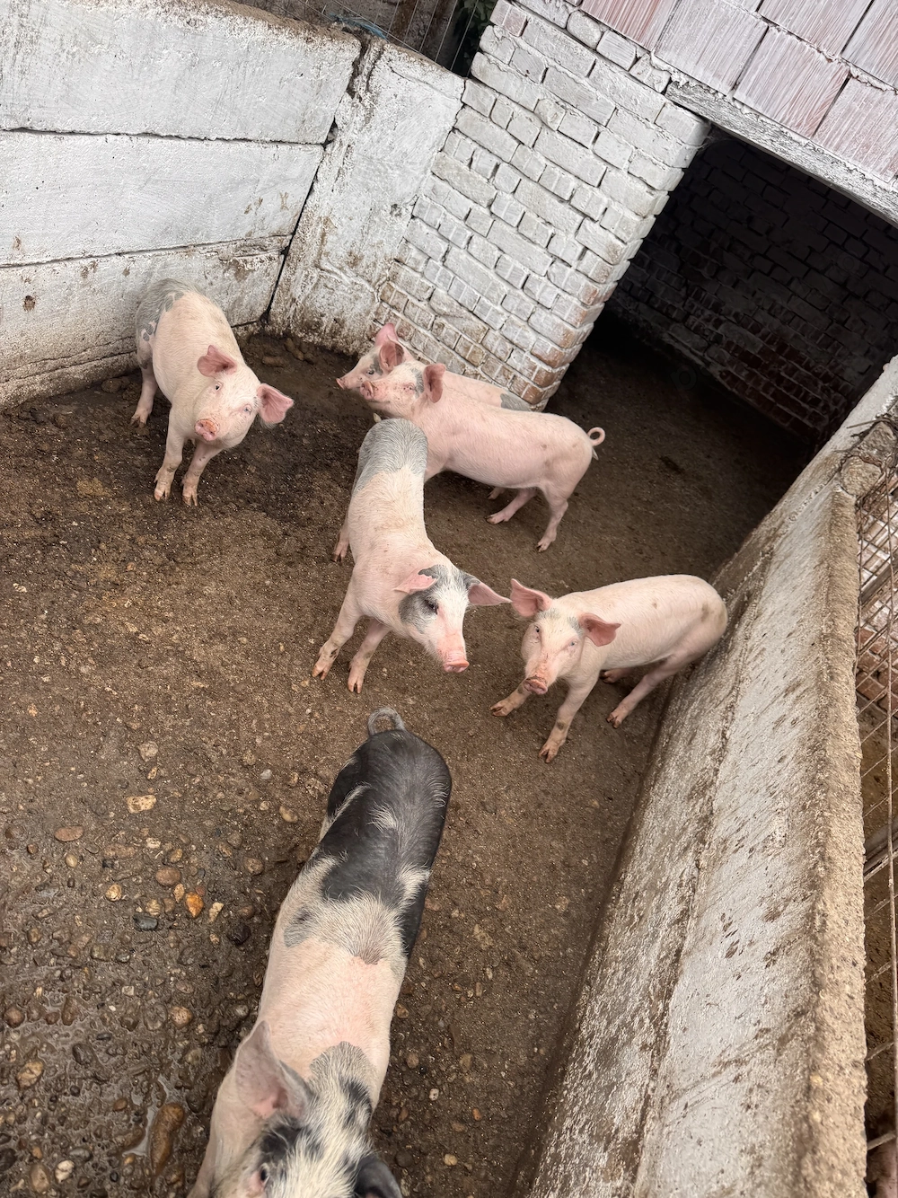 Vand purcei si porci grasi