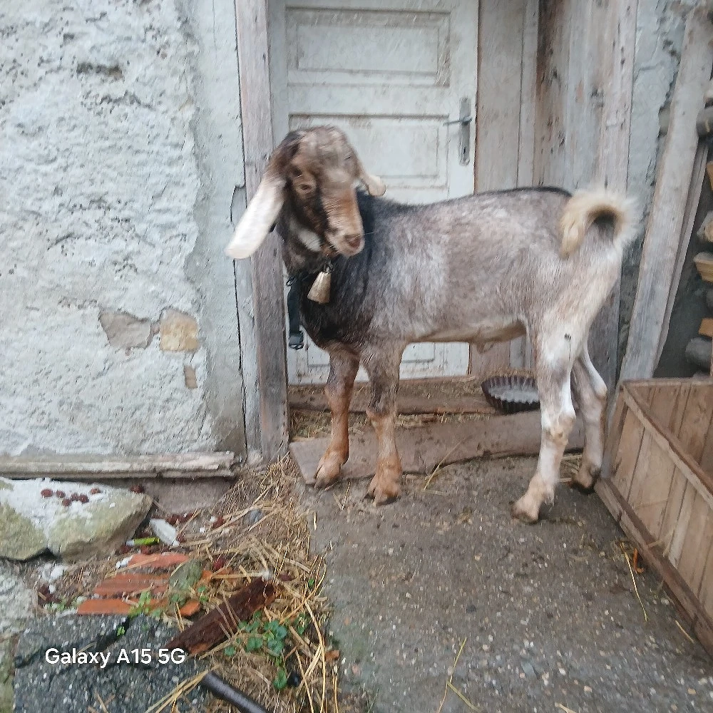 Capre de vanzare 