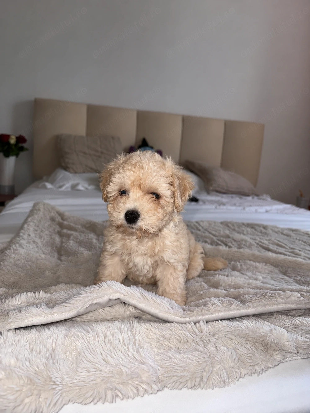 Caniche poodle champagne 