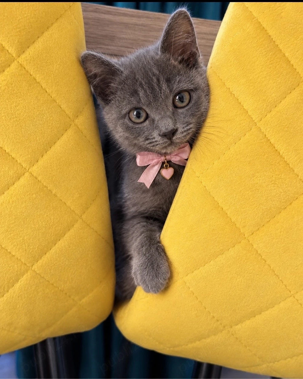 Vând pisicuță Russian Blue