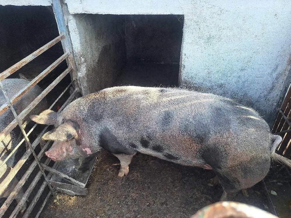 Porc pitran