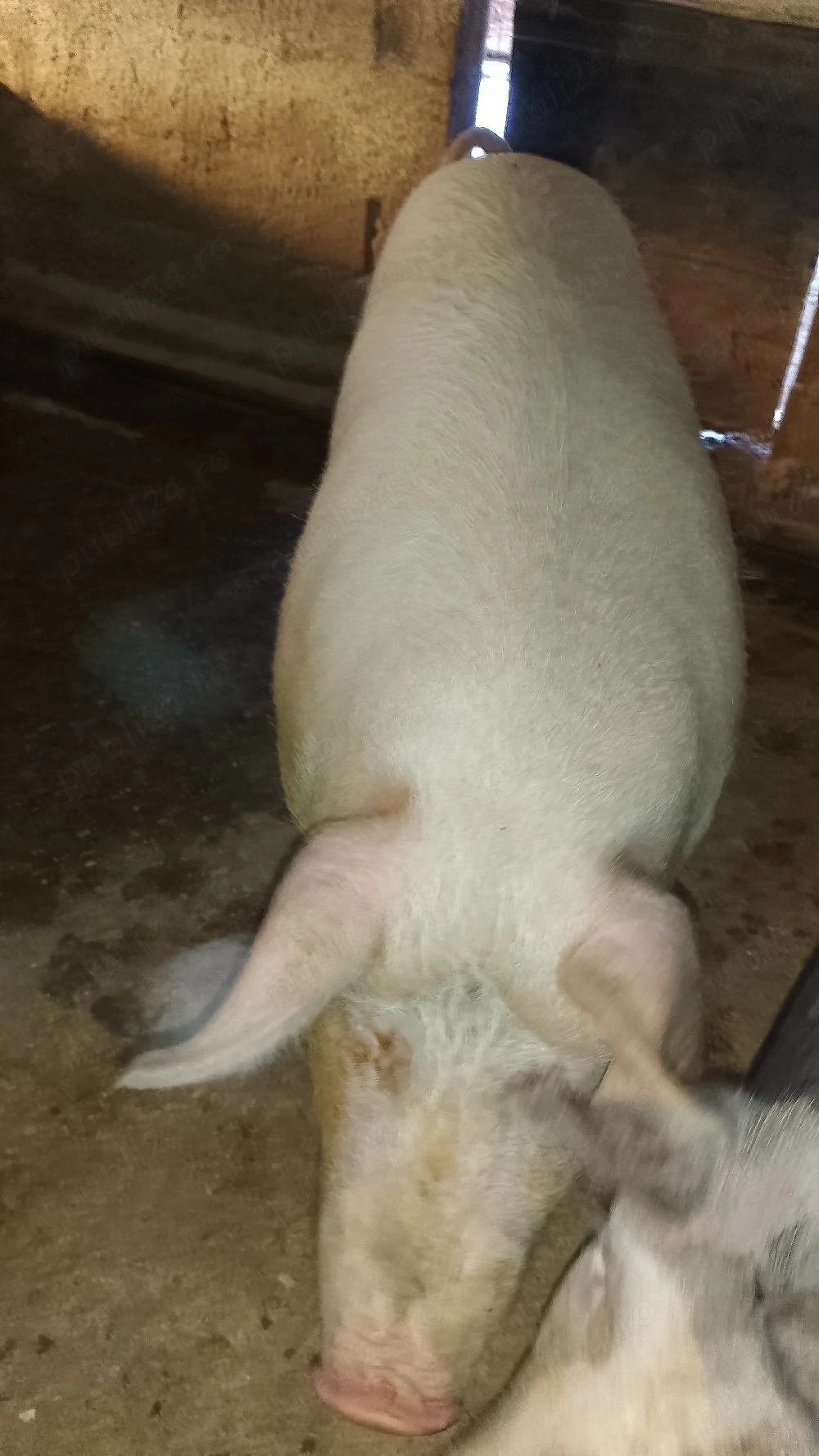 porc mare 