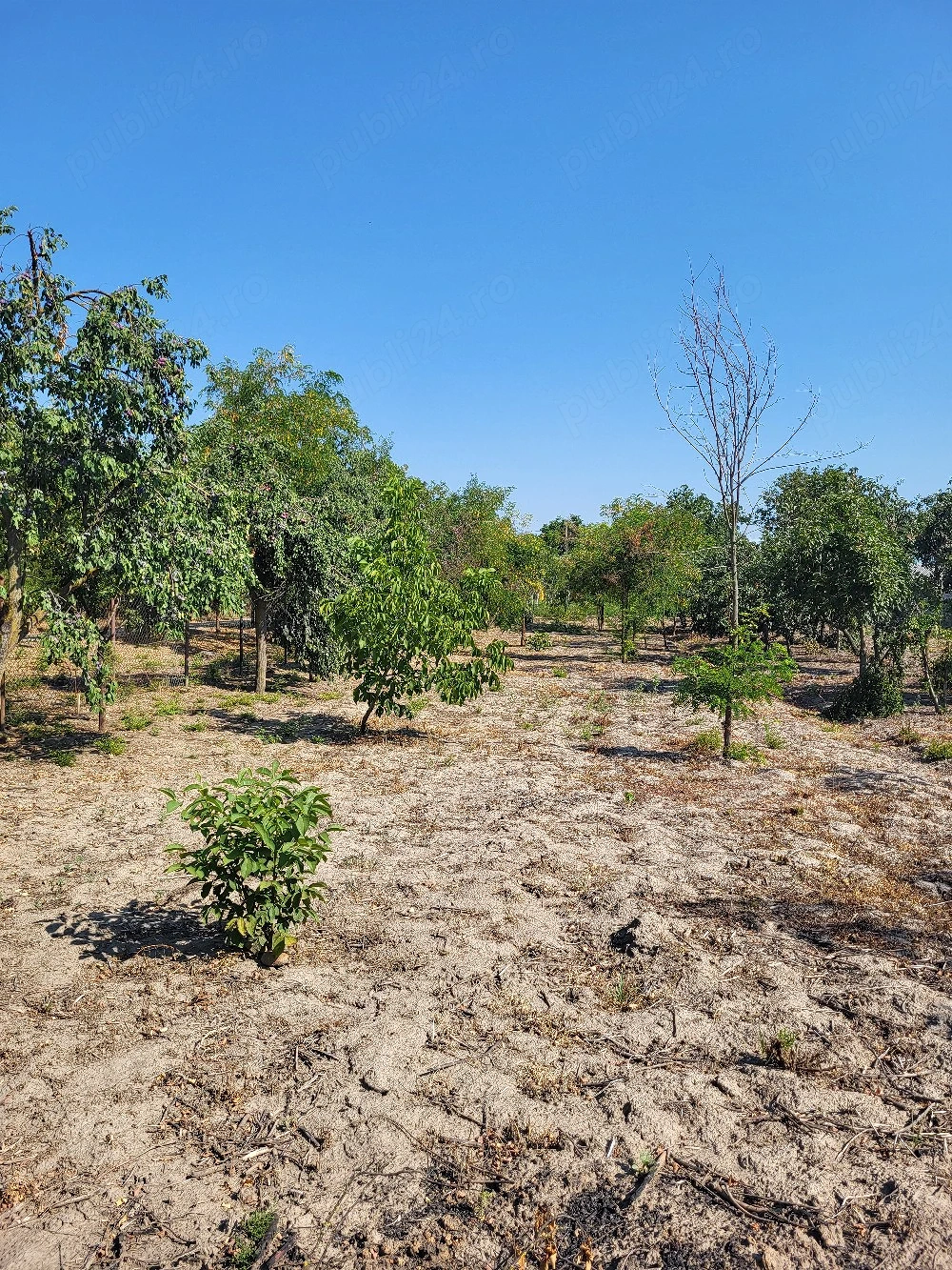 Parcele intravilan