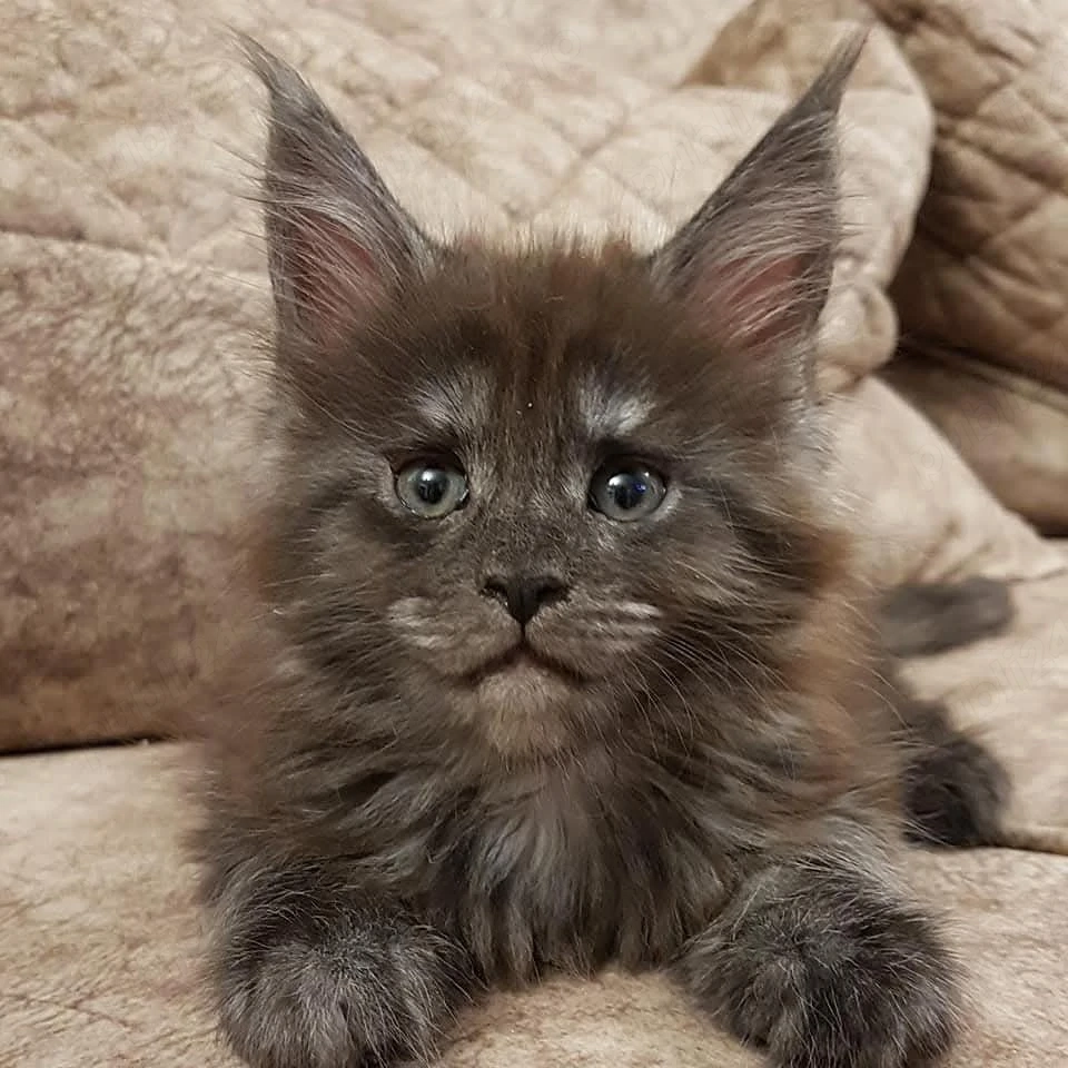 vând pui Maine coon
