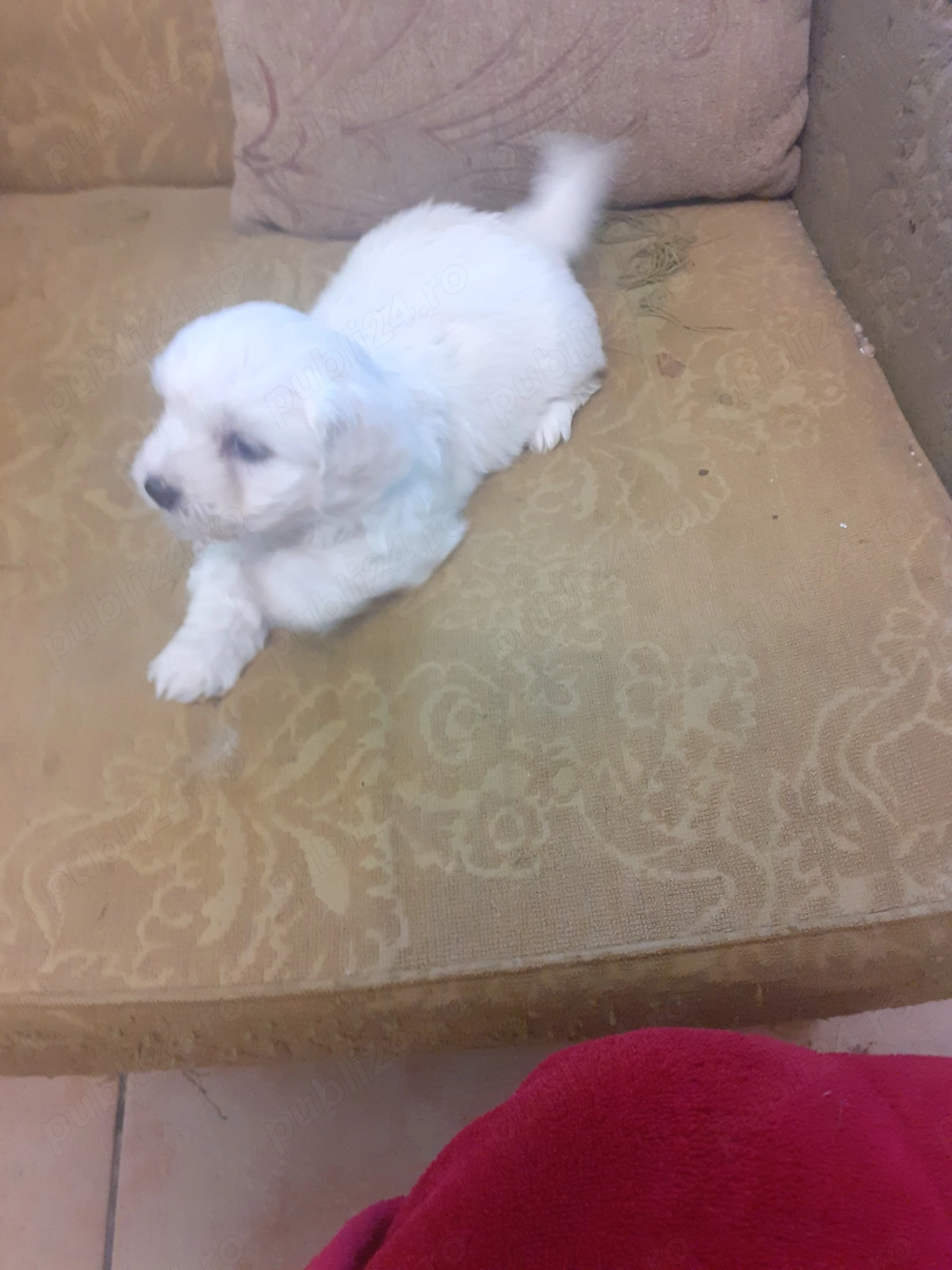 Căței bichon maltez 