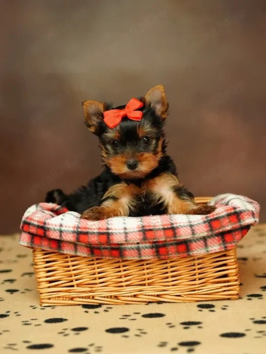 Yorkshire Terrier - Canisă Autorizată 