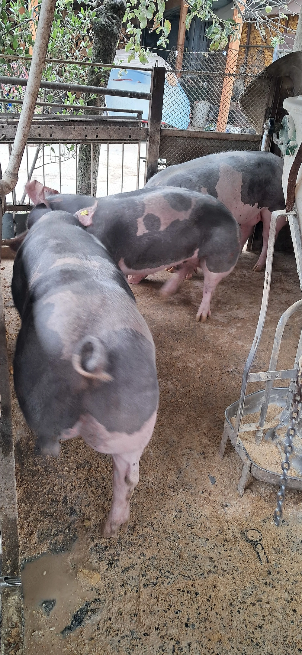 Vând porci de carne !