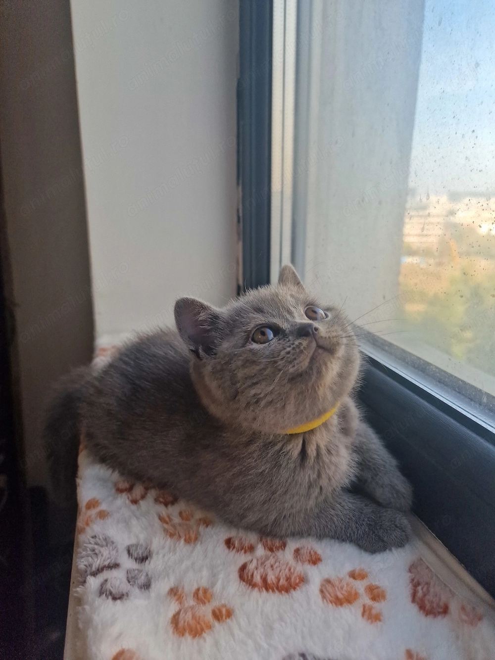 Pui british shorthair blue fetițe și băieți 
