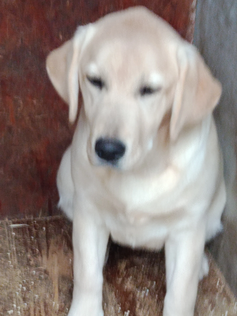Labrador retriever fetiță, pedigree ,cip , vaccinuri la zi ;