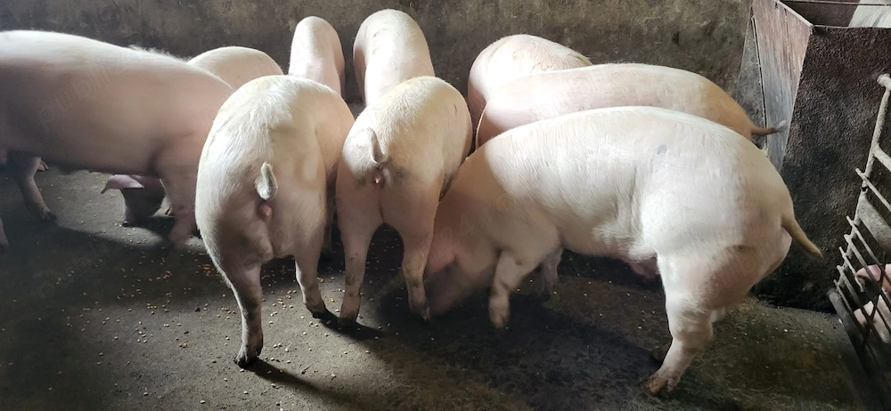 Vand Porci iernut