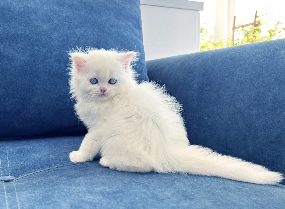 Pisicuță Scottish Straight Longhair, cu ochișori albaștri, Pedigree - 2 luni