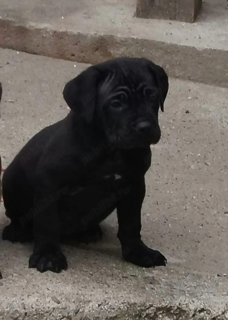 Cane Corso femela 