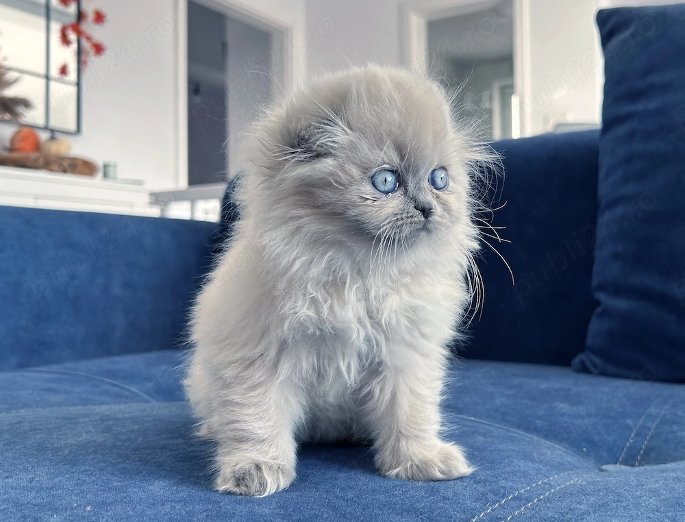 Pisicuță Scottish Fold Longhair, Blue-point de cea mai înaltă calitate. Pedigree. 2 luni