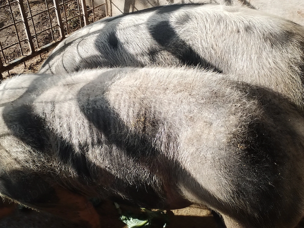 Porci de rasă pietrean cu vârsta 1an și 4 luni 