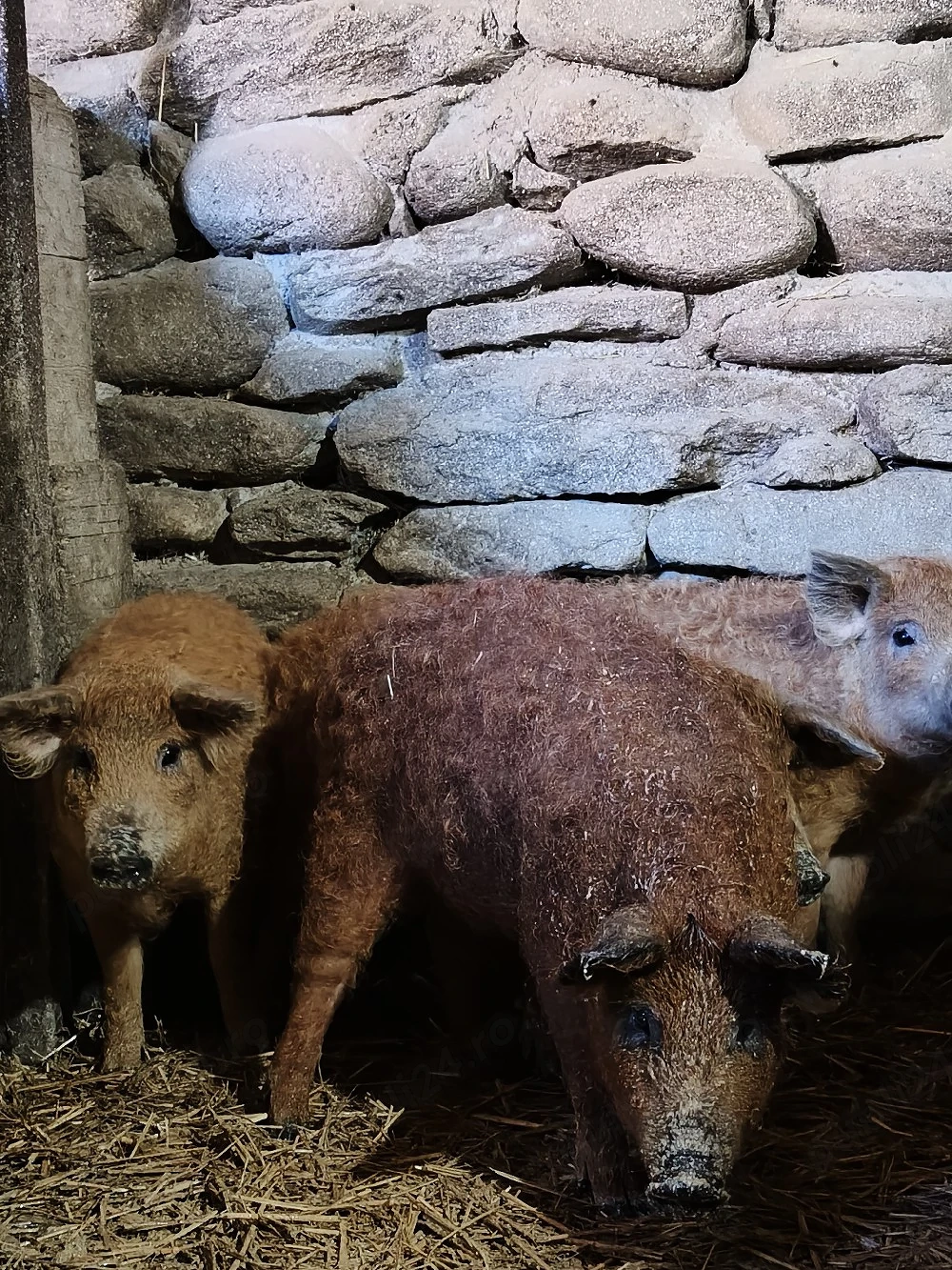 vierusi si scrofite mangalita 
